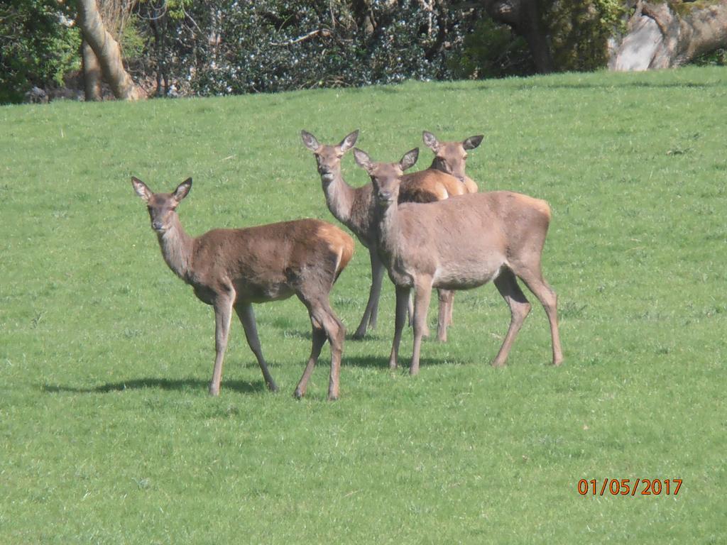 Larkfield House B&B, Ballycasheen Kerry V93 Wd51 Killarney Extérieur photo