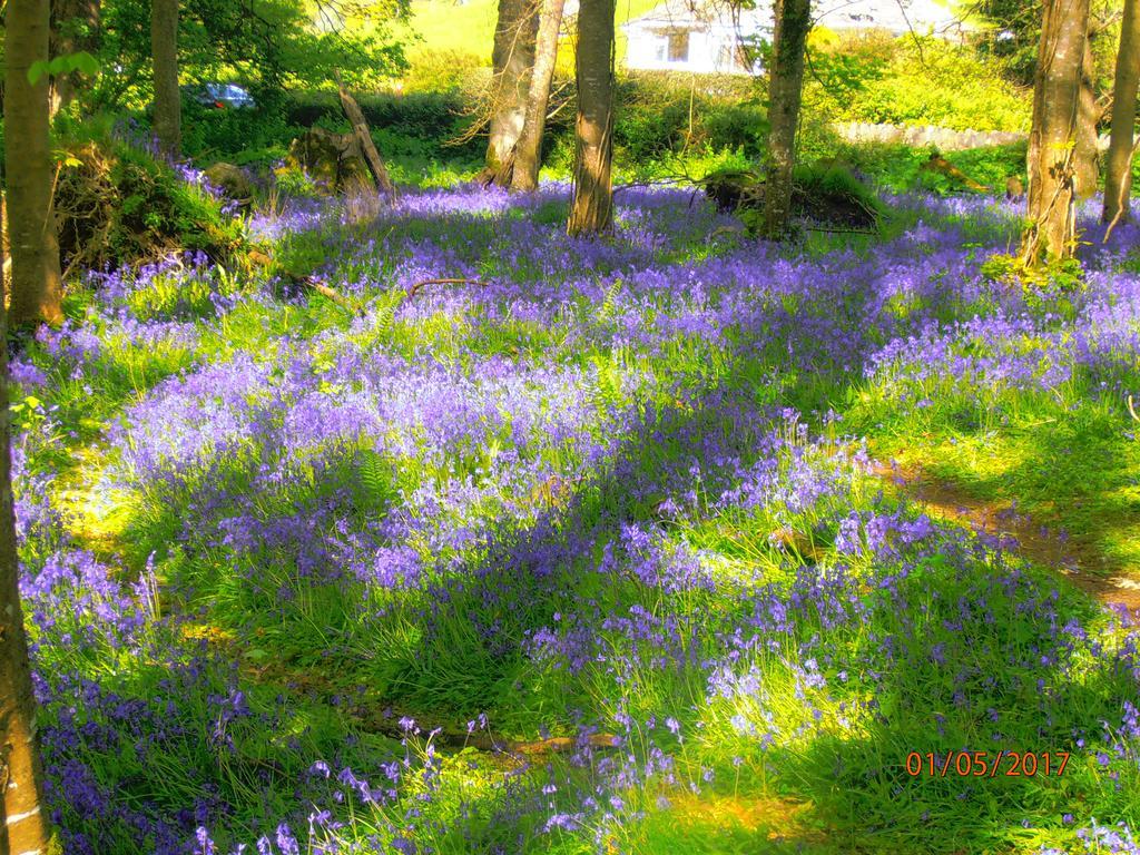 Larkfield House B&B, Ballycasheen Kerry V93 Wd51 Killarney Extérieur photo